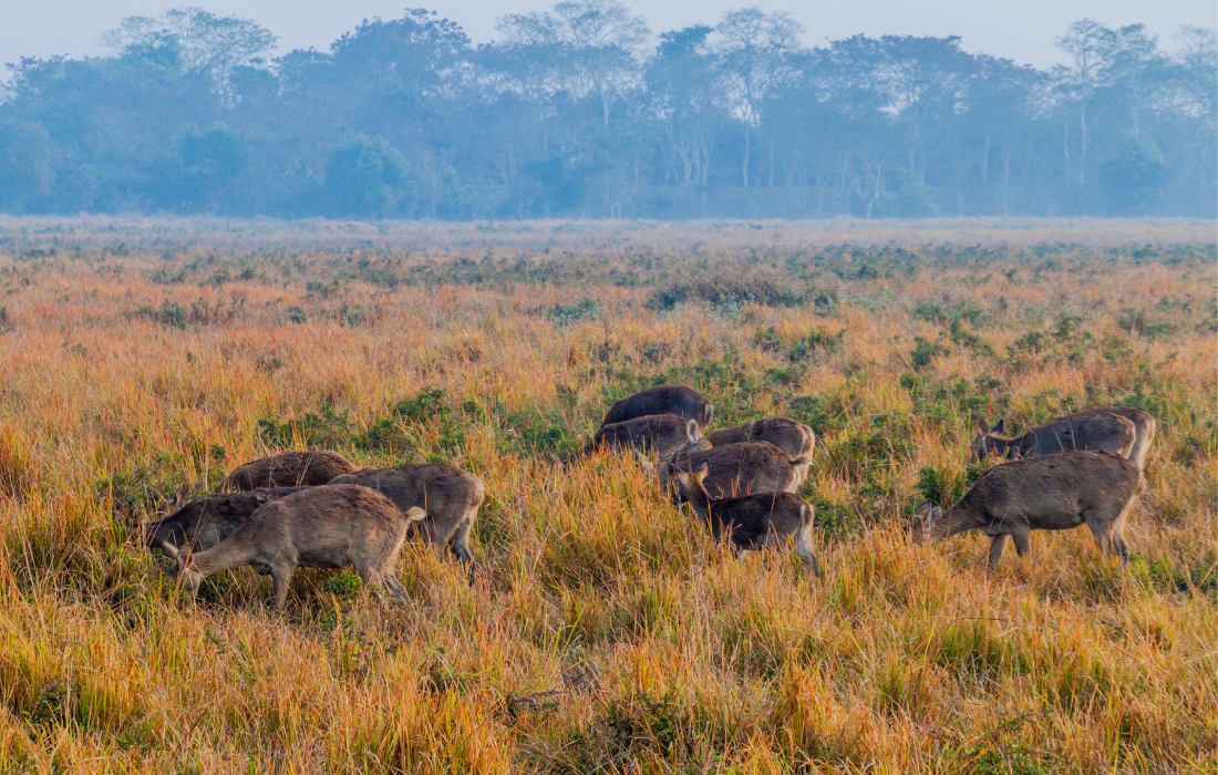  Kaziranga National Park Jeep Safari